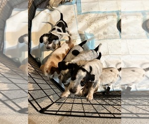 Treeing Walker Coonhound Puppy for sale in STOCKTON, CA, USA