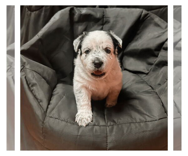 Medium Photo #2 Mutt Puppy For Sale in Garden City, NY, USA