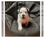 Small #1 Mutt
