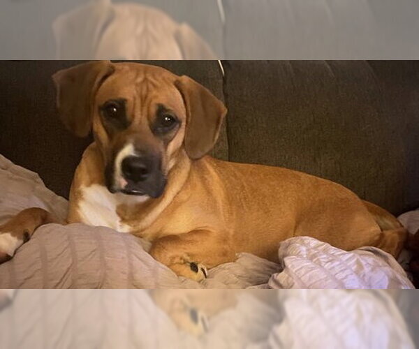Medium Photo #1 Boxer-Unknown Mix Puppy For Sale in Burnsville, MN, USA
