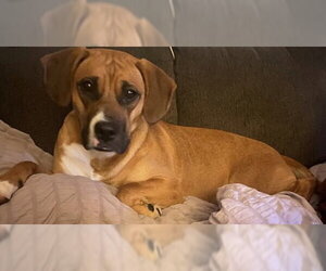 Boxer-Unknown Mix Dogs for adoption in Burnsville, MN, USA