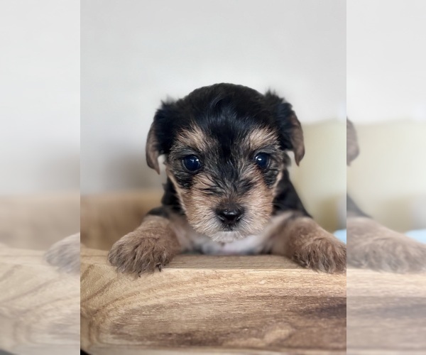 Medium Photo #1 Yorkshire Terrier Puppy For Sale in MARICOPA, AZ, USA