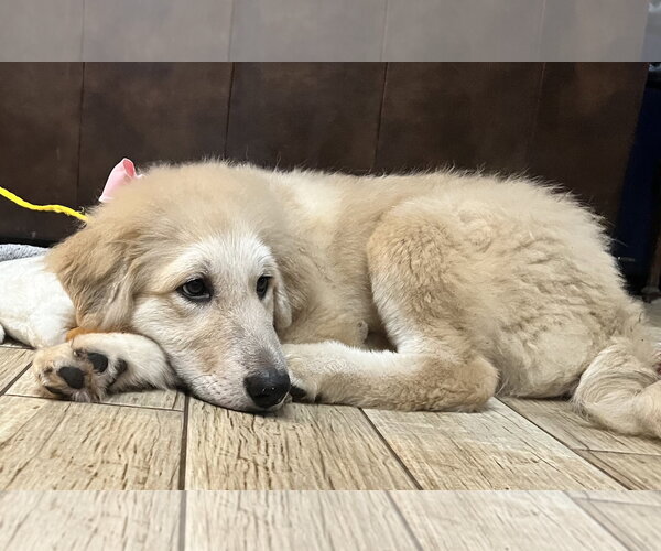 Medium Photo #11 Great Pyrenees Puppy For Sale in Spring, TX, USA