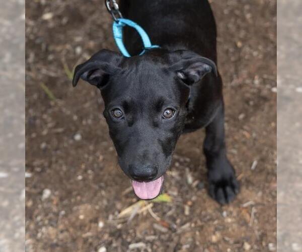 Medium Photo #11 Mutt Puppy For Sale in San Diego, CA, USA