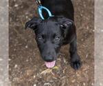 Small #10 Mutt