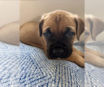 Puppy Puppy 6 Cane Corso