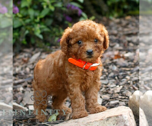 Medium Photo #3 Cavapoo (Miniature) Puppy For Sale in COATESVILLE, PA, USA