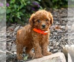 Small #2 Cavapoo (Miniature)