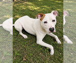 Small #3 American Pit Bull Terrier-American Staffordshire Terrier Mix