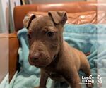 Small #16 Labrador Retriever Mix