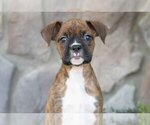 Small Boxer