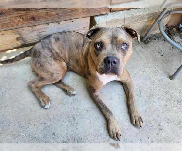 Medium Photo #3 American Pit Bull Terrier Puppy For Sale in Stockton, CA, USA