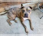 Small #2 American Pit Bull Terrier