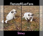 Puppy Puppy 6 Snowy Great Pyrenees