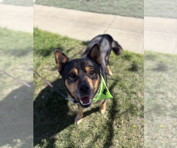 Medium Photo #6 Mutt Puppy For Sale in San Jose, CA, USA