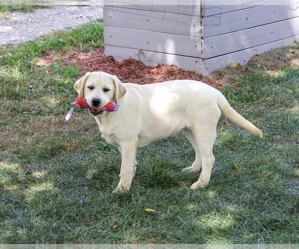 Medium Photo #3 Labrador Retriever Puppy For Sale in SYRACUSE, IN, USA