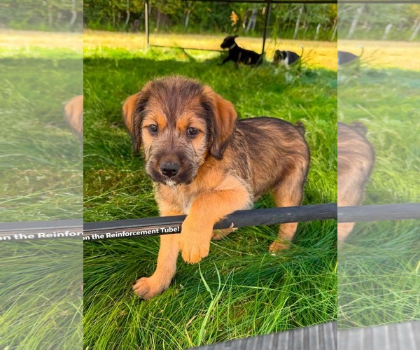 Medium Photo #3 Labrador Retriever-Unknown Mix Puppy For Sale in Duluth, MN, USA