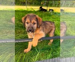 Small #2 Labrador Retriever Mix