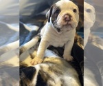 Puppy Spot Olde English Bulldogge