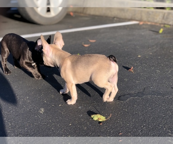Medium Photo #6 French Bulldog Puppy For Sale in POTTER VALLEY, CA, USA