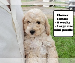Poodle (Miniature) Puppy for sale in CLARKRANGE, TN, USA