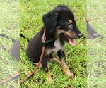 Small #1 Labrador Retriever Mix