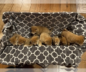 Shiba Inu Litter for sale in SCHUYLKILL HAVEN, PA, USA