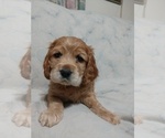 Small Photo #2 Cocker Spaniel Puppy For Sale in WEST CHESTER, OH, USA