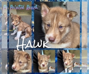 Siberian Husky Puppy for sale in FORT PLAIN, NY, USA