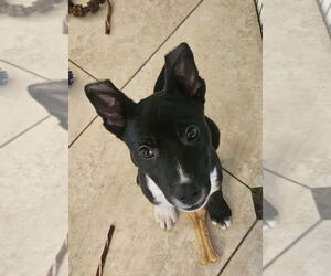 German Shepherd Dog-Unknown Mix Dogs for adoption in Lakewood, CO, USA