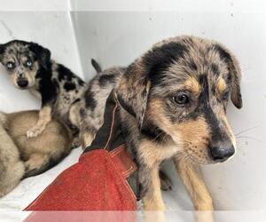 Catahoula Leopard Dog Dogs for adoption in Houston, TX, USA