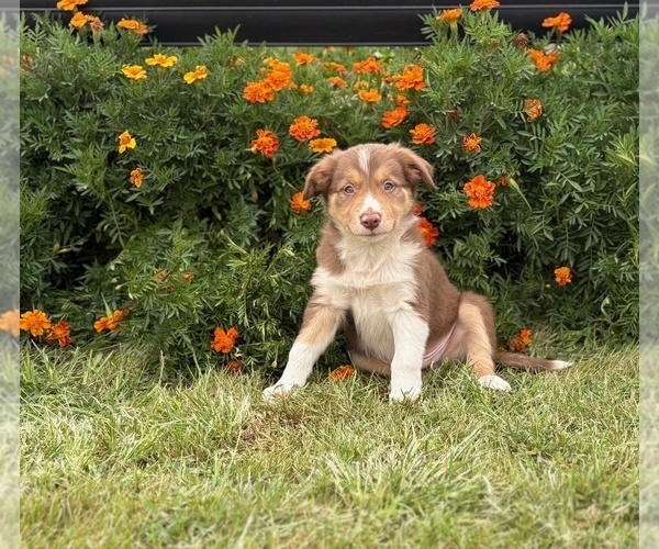 Medium Photo #1 Border Collie-Bordoodle Mix Puppy For Sale in AMES, IA, USA