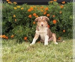 Puppy Copper Border Collie-Bordoodle Mix