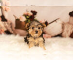 Puppy 10 Poodle (Toy)-Yorkshire Terrier Mix