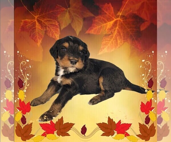 Medium Photo #18 Bernedoodle Puppy For Sale in BLACK FOREST, CO, USA