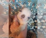 Small Photo #3 Boston Terrier Puppy For Sale in ANNISTON, AL, USA
