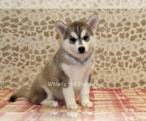 Pomsky Puppy for sale in DENVER, PA, USA