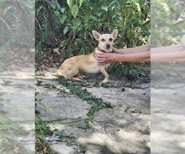 Medium Photo #1 Chihuahua-Unknown Mix Puppy For Sale in San Antonio, TX, USA