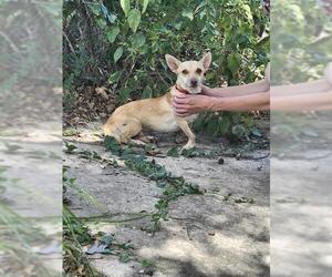 Chihuahua-Unknown Mix Dogs for adoption in San Antonio, TX, USA