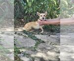 Small Chihuahua Mix