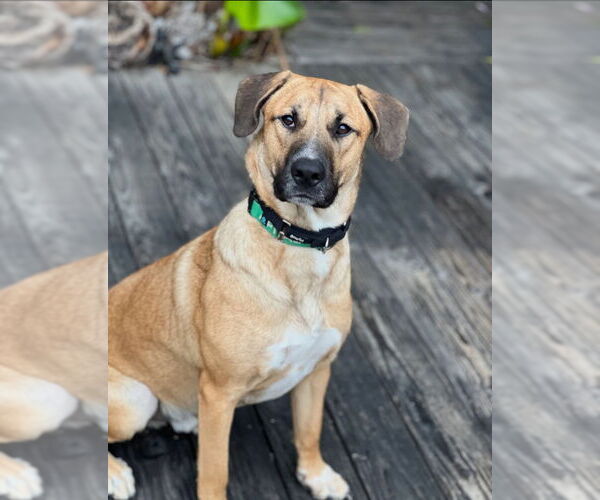 Medium Photo #3 Boxer-Unknown Mix Puppy For Sale in Dana Point, CA, USA