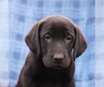 Small Labrador Retriever