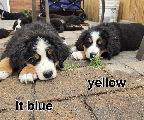 Medium Photo #40 Bernese Mountain Dog Puppy For Sale in SALMON, ID, USA