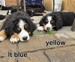 Small Photo #40 Bernese Mountain Dog Puppy For Sale in SALMON, ID, USA