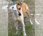 Small #1 Mutt