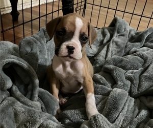 Boxer Puppy for sale in DAYTONA BEACH, FL, USA
