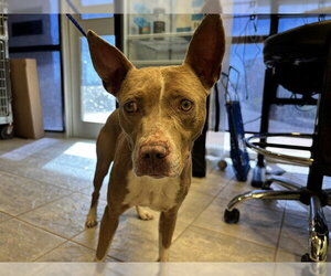 American Staffordshire Terrier-Unknown Mix Dogs for adoption in Grand Prairie, TX, USA
