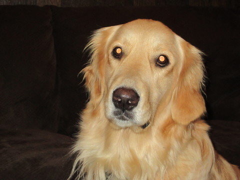 Medium Photo #1 Golden Retriever Puppy For Sale in BREMERTON, WA, USA