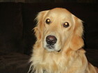 Small Photo #1 Golden Retriever Puppy For Sale in BREMERTON, WA, USA