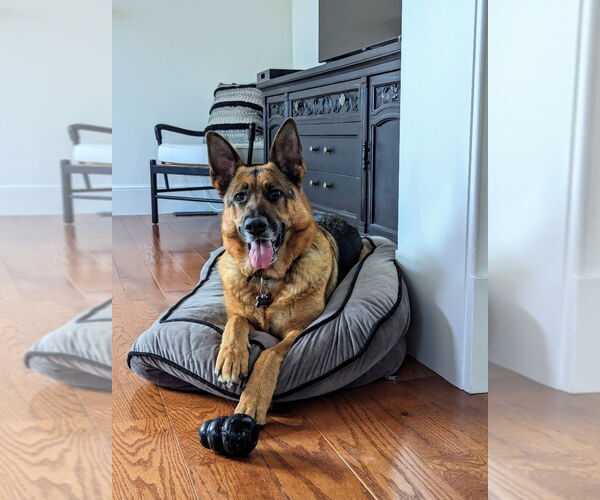 Medium Photo #3 German Shepherd Dog Puppy For Sale in Salt Lake City, UT, USA